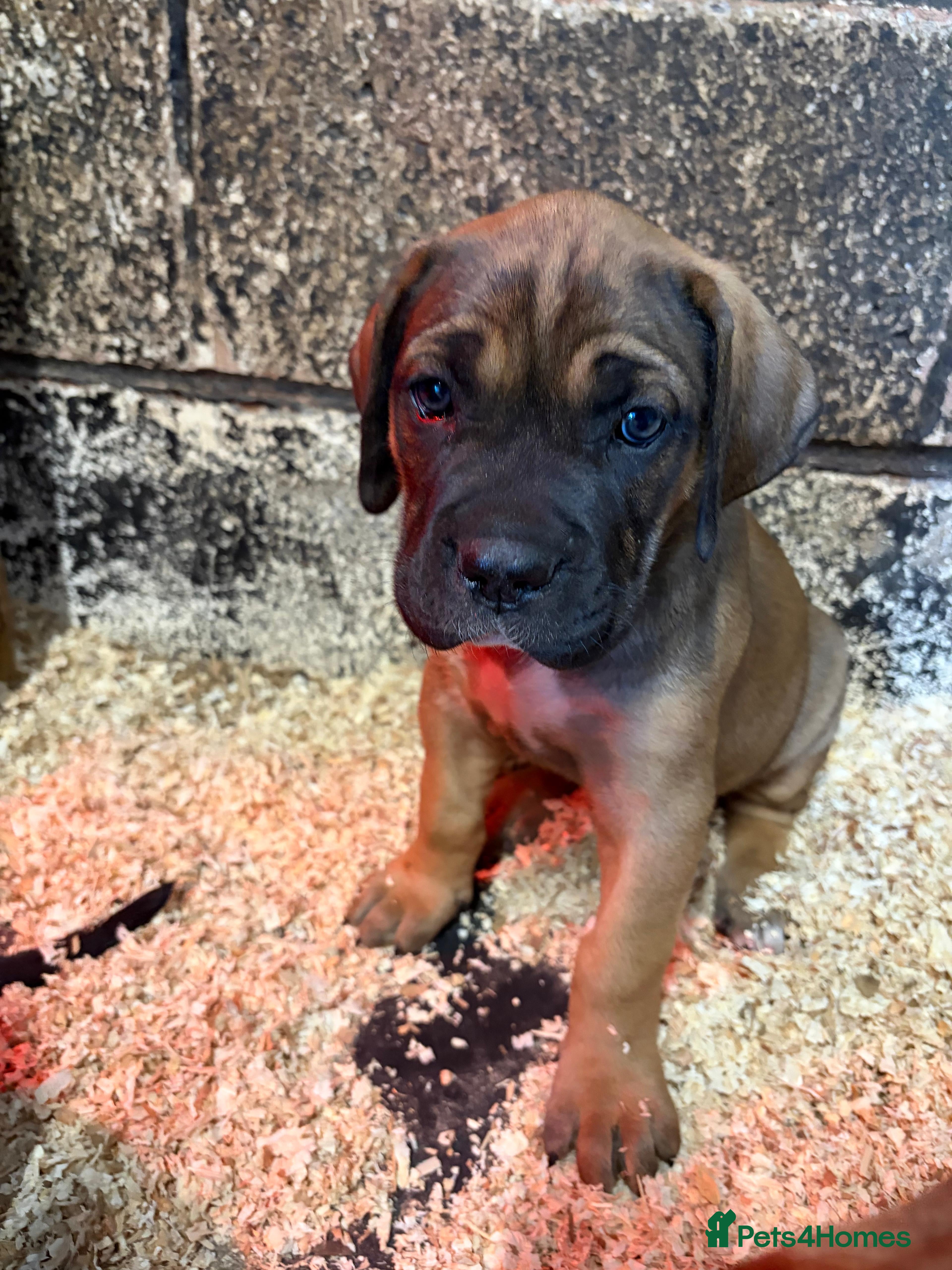 Cane Corso dogs BEAUTIFUL CANE CORSO PUPPIES - Advert 2