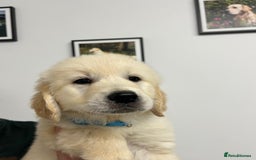 Golden Retriever dogs for sale: Wonderful happy golden retriever puppies  - Image 4