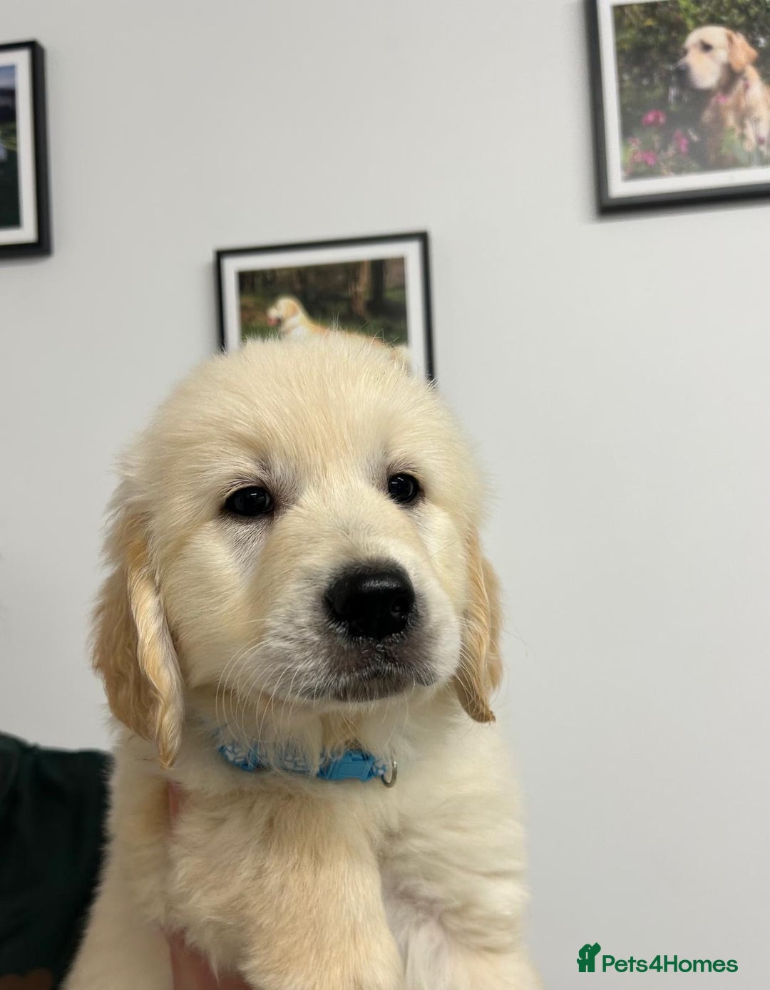 Golden Retriever dogs for sale: Wonderful happy golden retriever puppies  - Image 4
