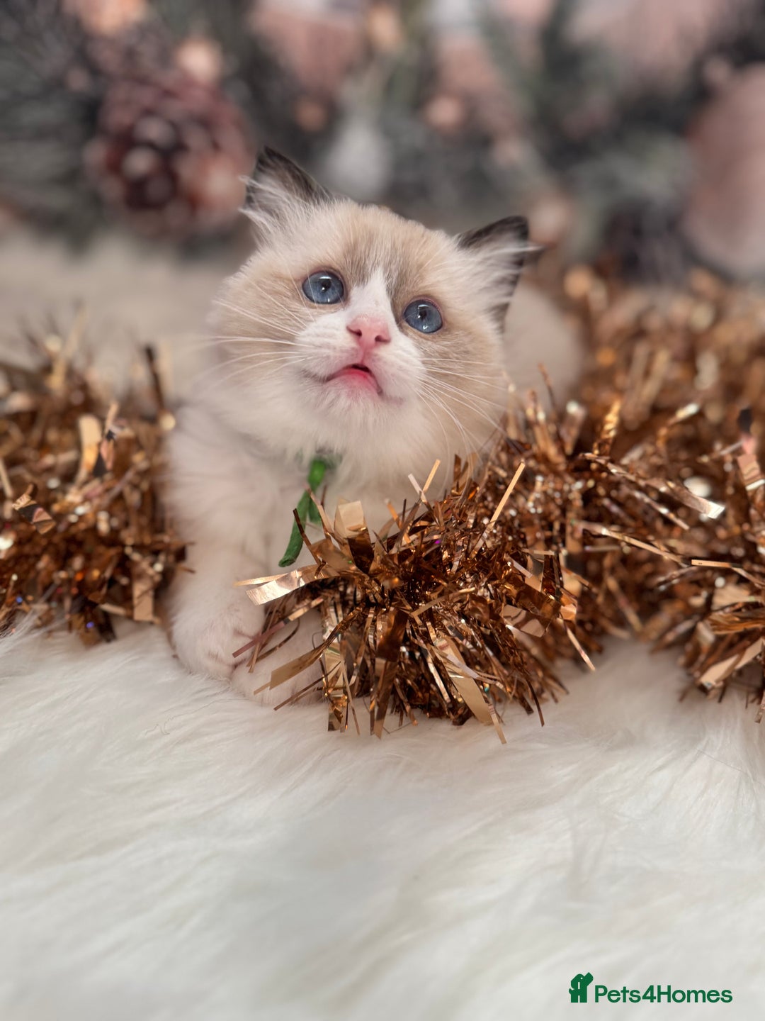 Ragdoll cats for sale: 🏆 gccf ragdoll grand champion kittens 🏆 - Advert 17