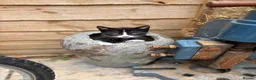 Mixed Breed cats for sale: Five beautiful kittens  in Witney - Advert 2