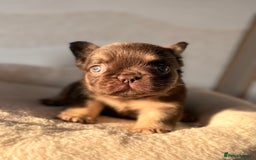 French Bulldog dogs for sale: Beautiful litter off French bulldog puppies  - Image 19