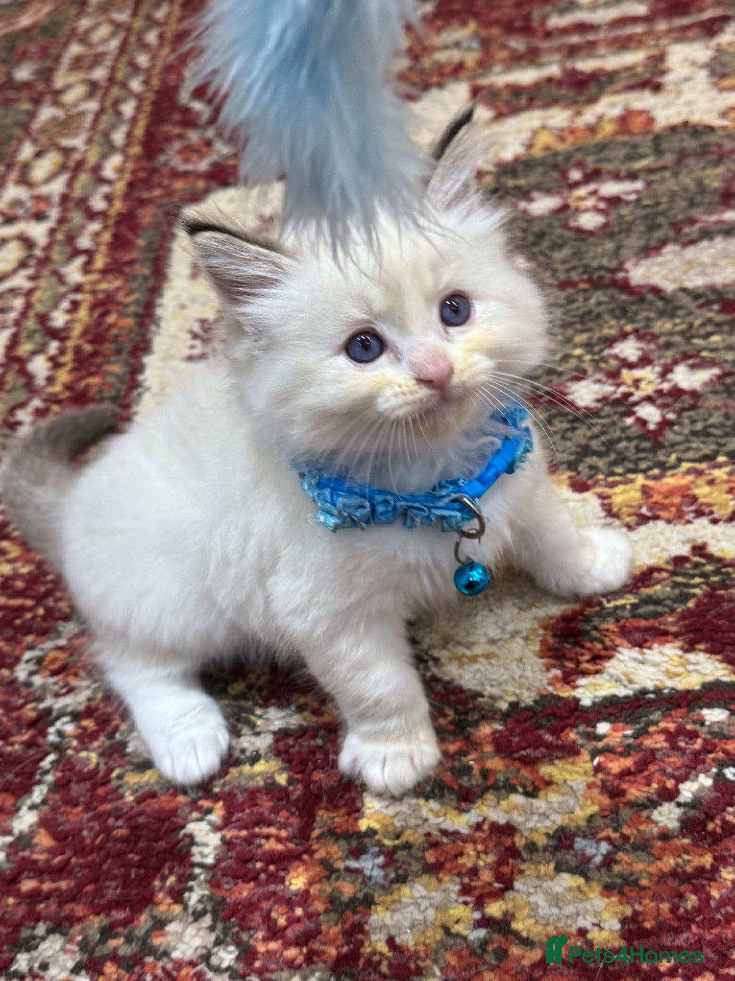 Ragdoll cats Stunning Fluffy Pure Pedigree Ragdoll Kittens - Advert 2