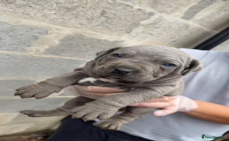 Cane Corso dogs Top Quality Purebred 8 Blue Cane Corso Puppies  - Advert 1
