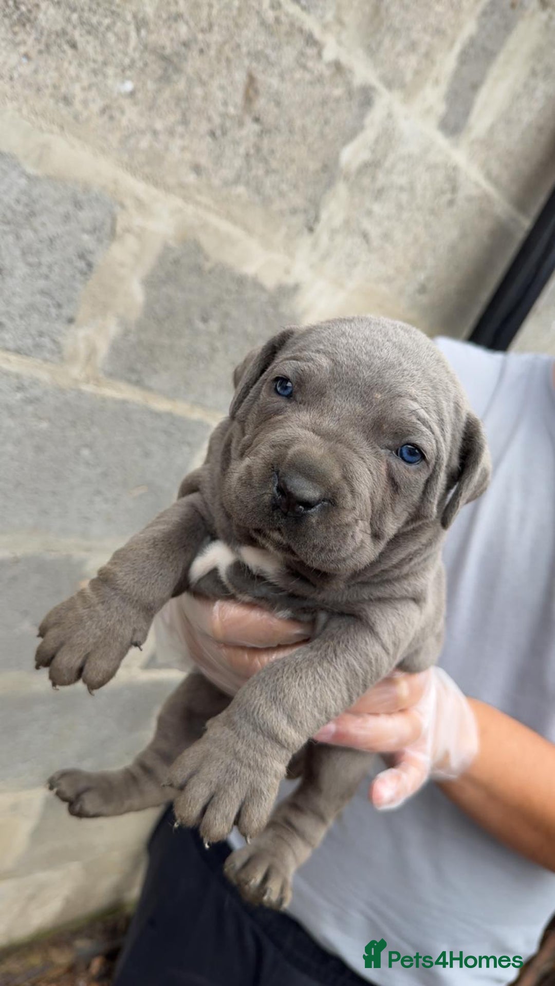 Cane Corso dogs for sale: Top Quality Purebred 8 Blue Cane Corso Puppies  - Advert 1