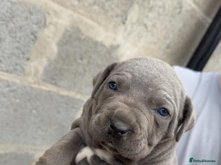 Cane Corso dogs for sale: Top Quality Purebred 8 Blue Cane Corso Puppies - Advert 1