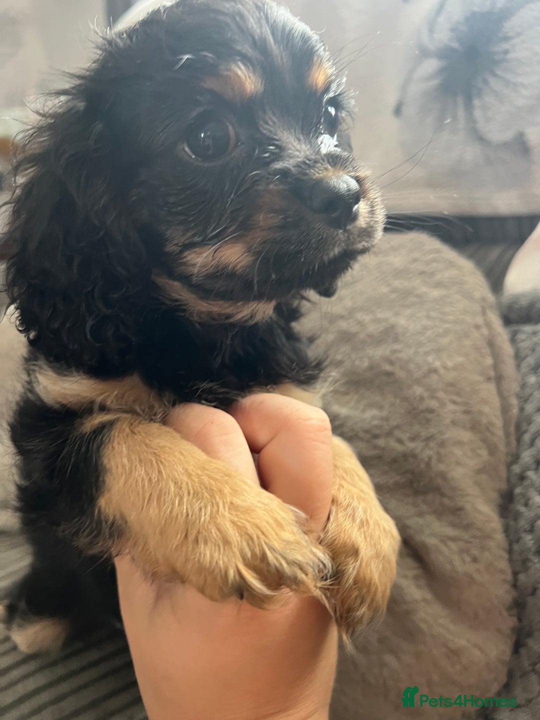Cavapoo dogs for sale: Cavapoo x Cavalier - Image 11
