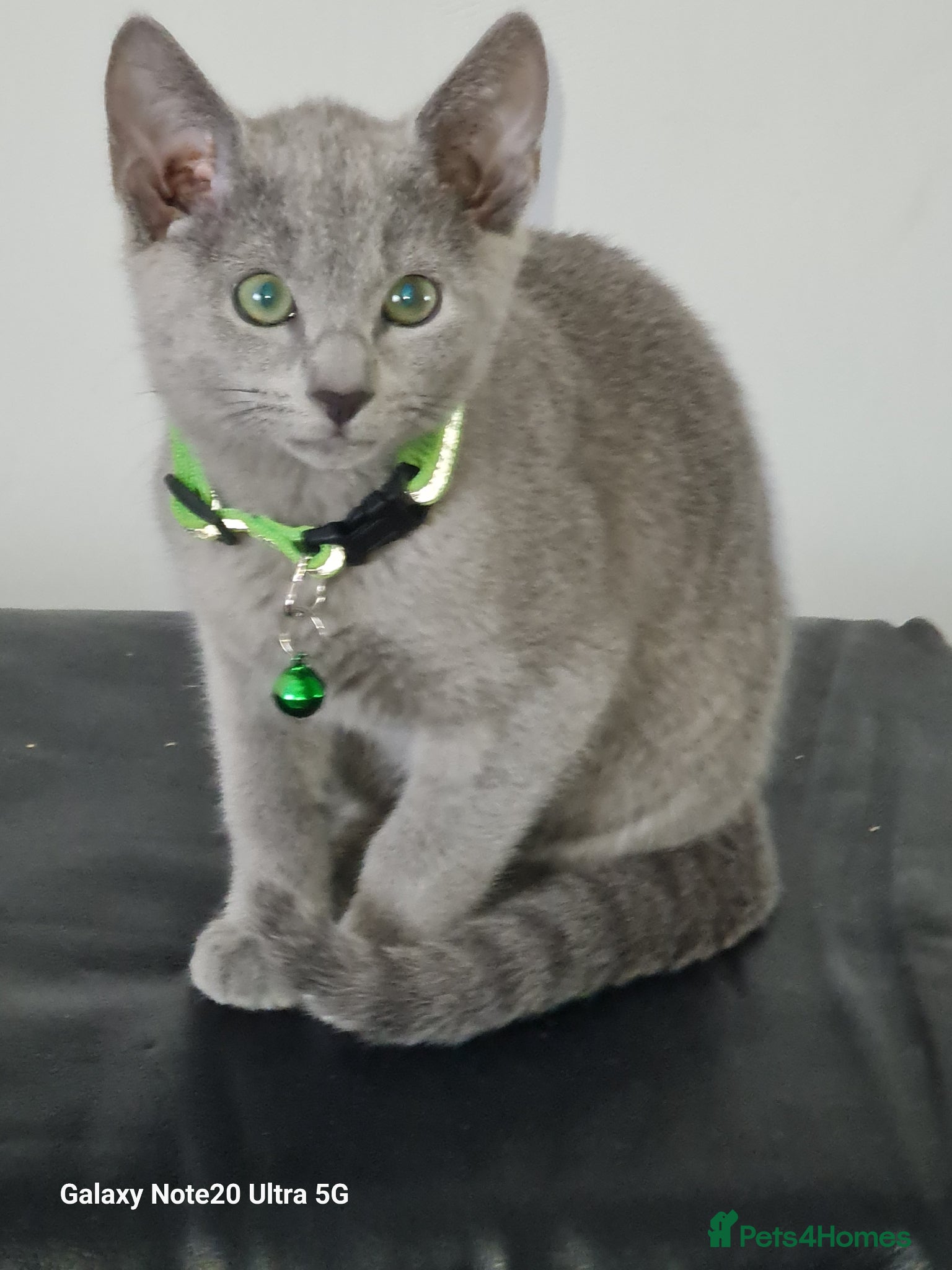 Russian Blue cats Beautiful Russian Blue Kittens  - Advert 8