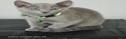 Russian Blue cats for sale: Beautiful Russian Blue Kittens  - Advert 4