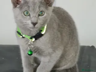 Russian Blue cats Beautiful Russian Blue Kittens - Advert 4