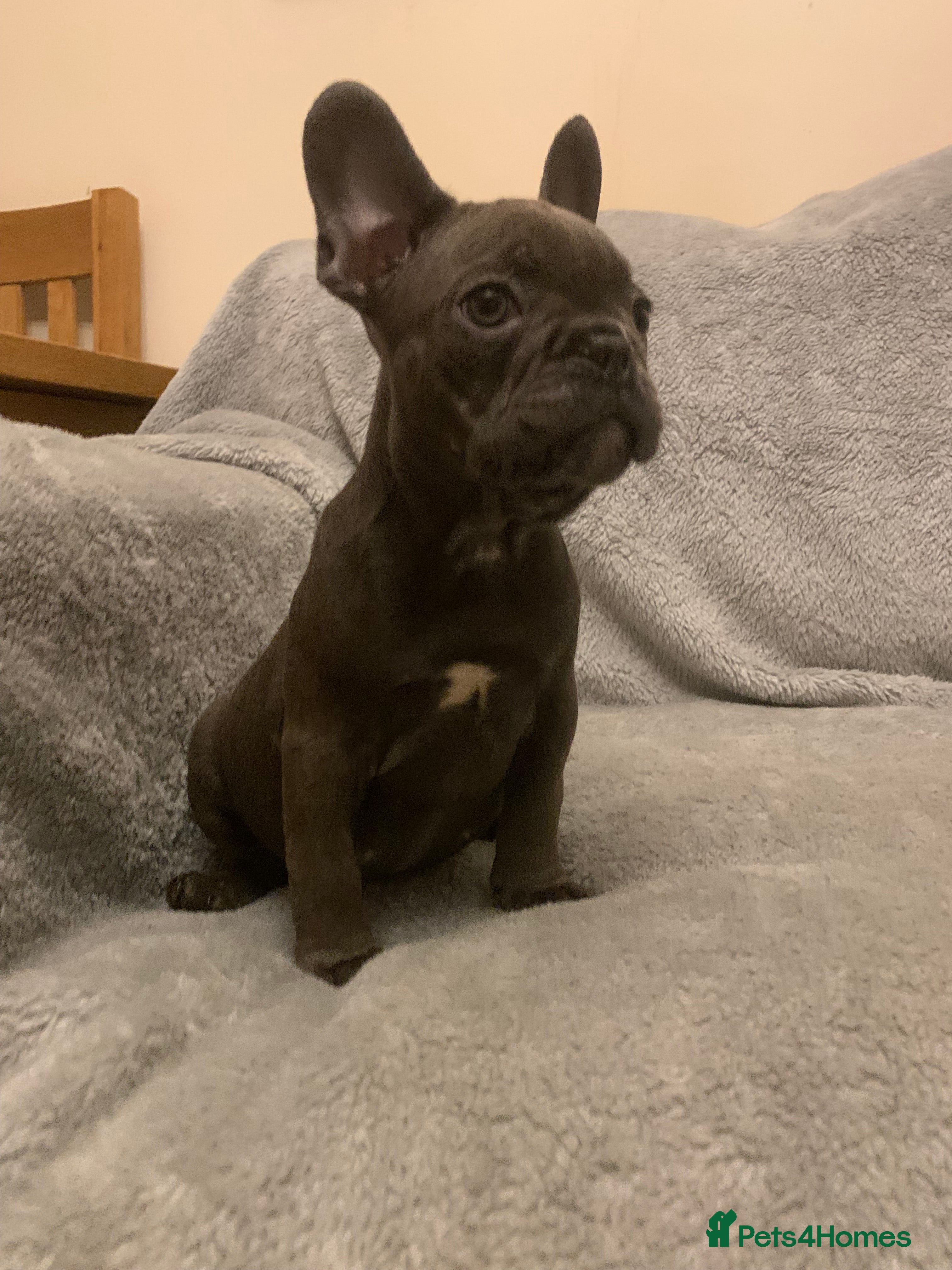 French Bulldog dogs for sale: QUALITY KC FRENCH BULLDOG PUPPIES  - Advert 2