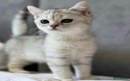 British Shorthair cats for sale: BSH kitten classic & chinchilla bloodline - Image 22
