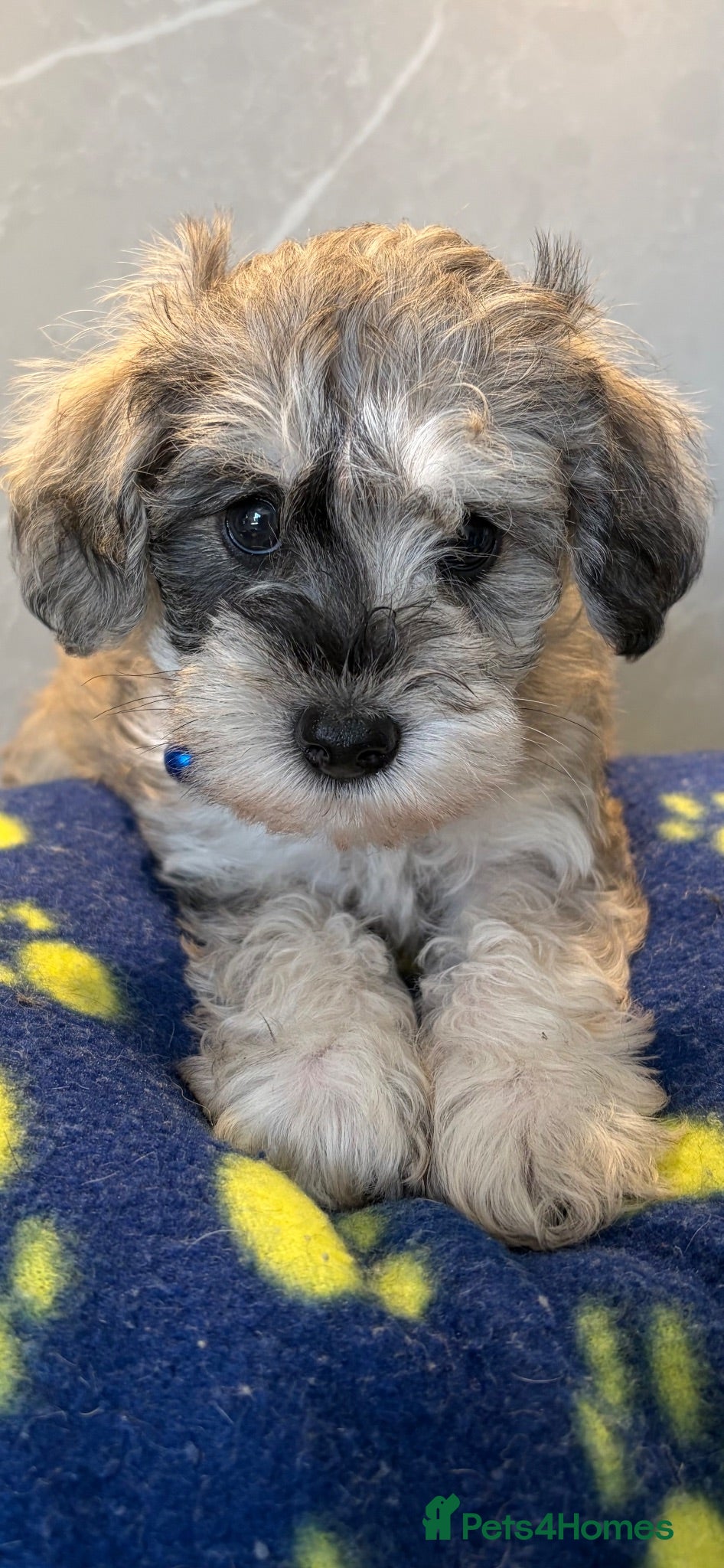 Schnoodle dogs Very Rare Schnoodle puppies 💙 - Advert 1