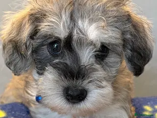 Schnoodle dogs Very Rare Schnoodle puppies 💙 - Advert 1