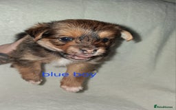 Mixed Breed dogs for sale: Yorkshire Terrier x Pomeranian Puppys - Advert 33