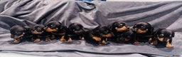 Mixed Breed dogs for sale: Miniature Jackshunds ✨ - Advert 1