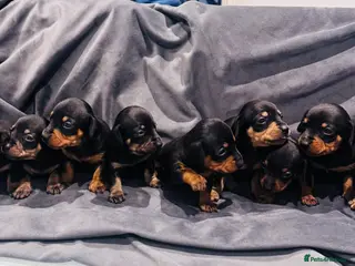 Mixed Breed dogs Miniature Jackshunds ✨ - Advert 10