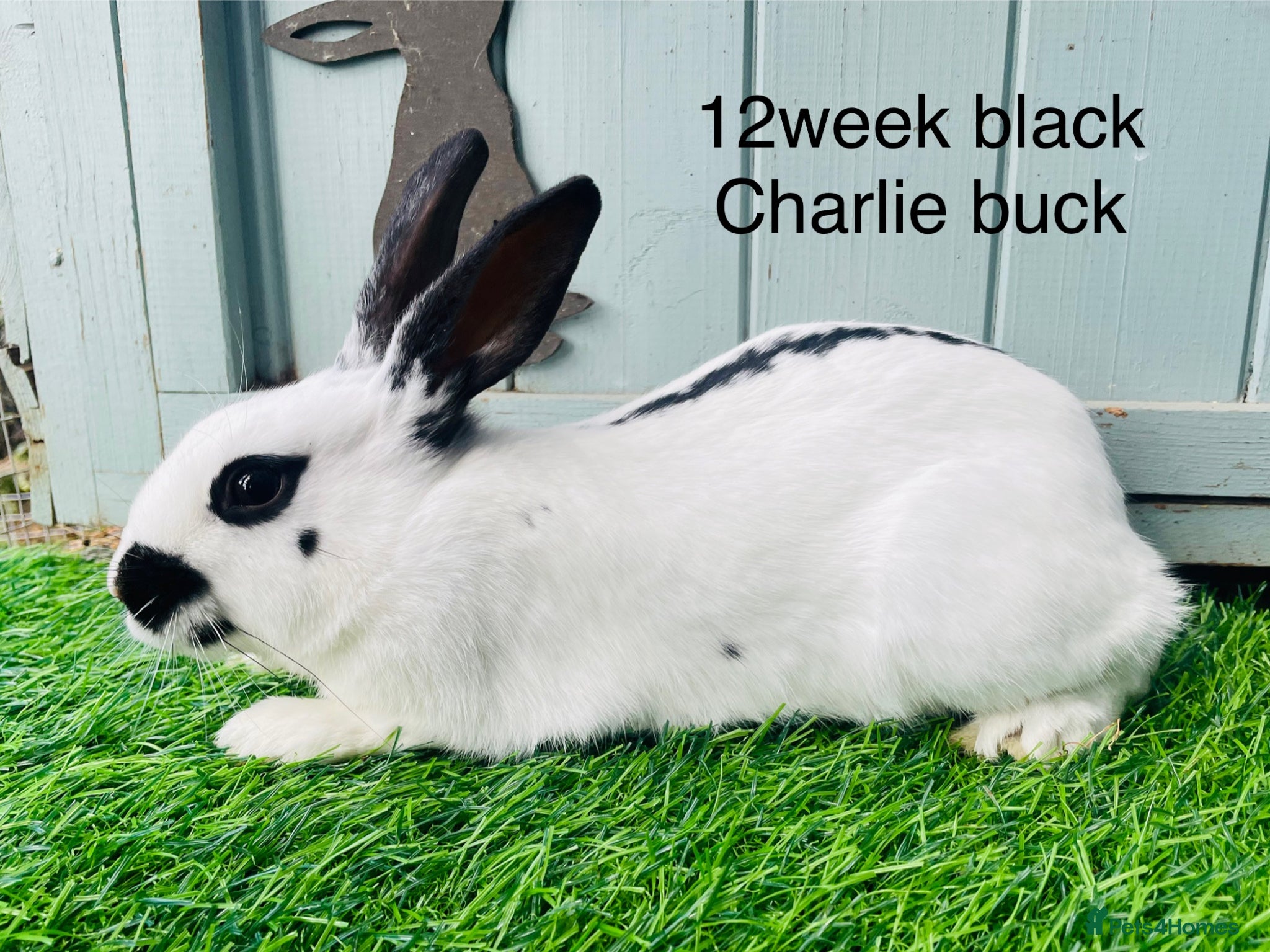 English Spot rabbits English Spot Rabbits - Advert 1