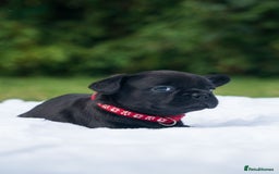 French Bulldog dogs for sale: Rare French bulldogs - Image 3