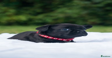 French Bulldog dogs - Advert 3