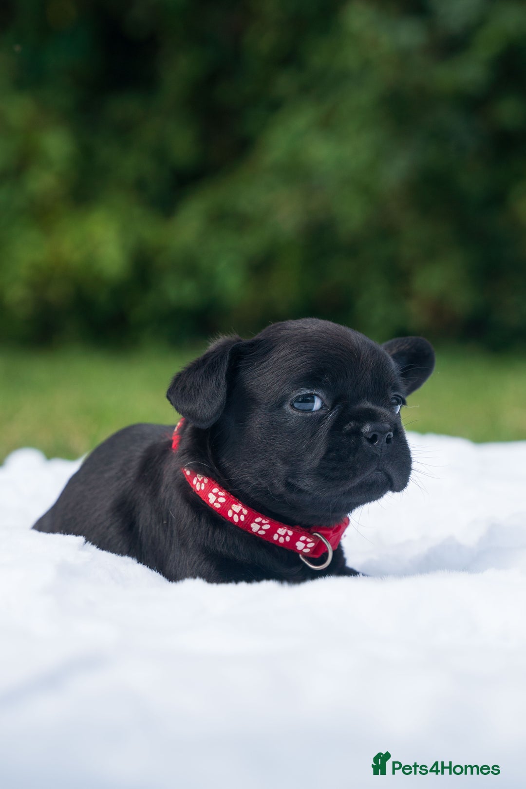 French Bulldog dogs for sale: Rare French bulldogs - Image 3
