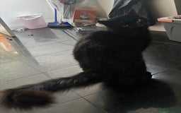 Maine Coon cats for sale: Male Half-Domestic Half Maine Coon for sale - Image 2