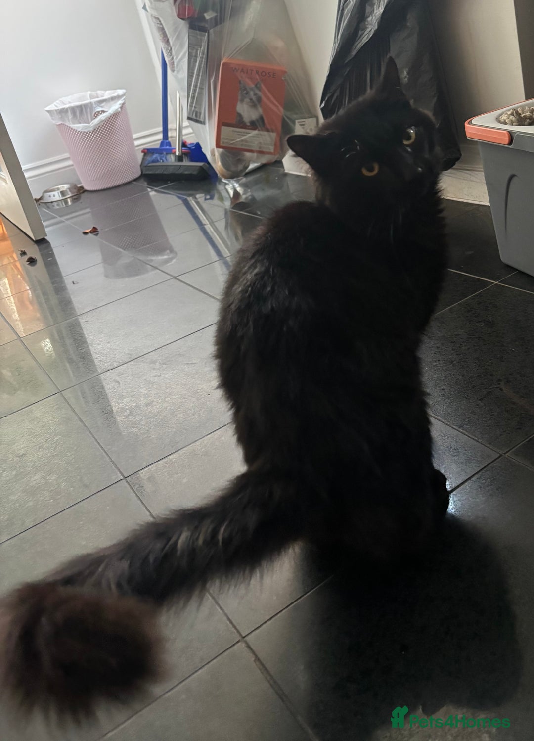 Maine Coon cats for sale: Male Half-Domestic Half Maine Coon for sale - Image 2