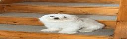 Maltese dogs for stud: Maltese Male - Pedigree Stud Dog in Woodford Green - Advert 3