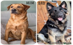 Mixed Breed dogs for sale: Sheprador Puppies - Image 9
