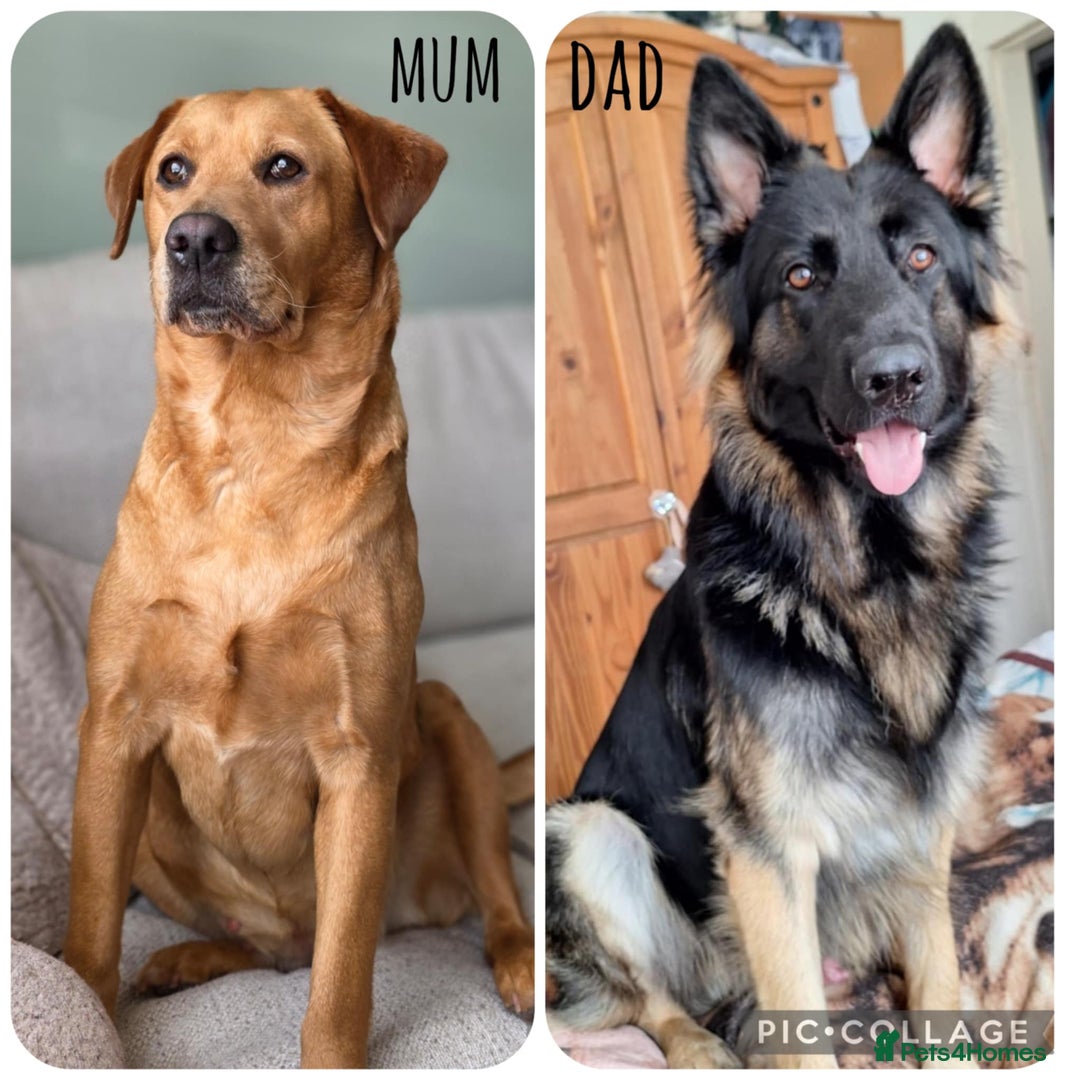Mixed Breed dogs for sale: Sheprador Puppies - Image 9