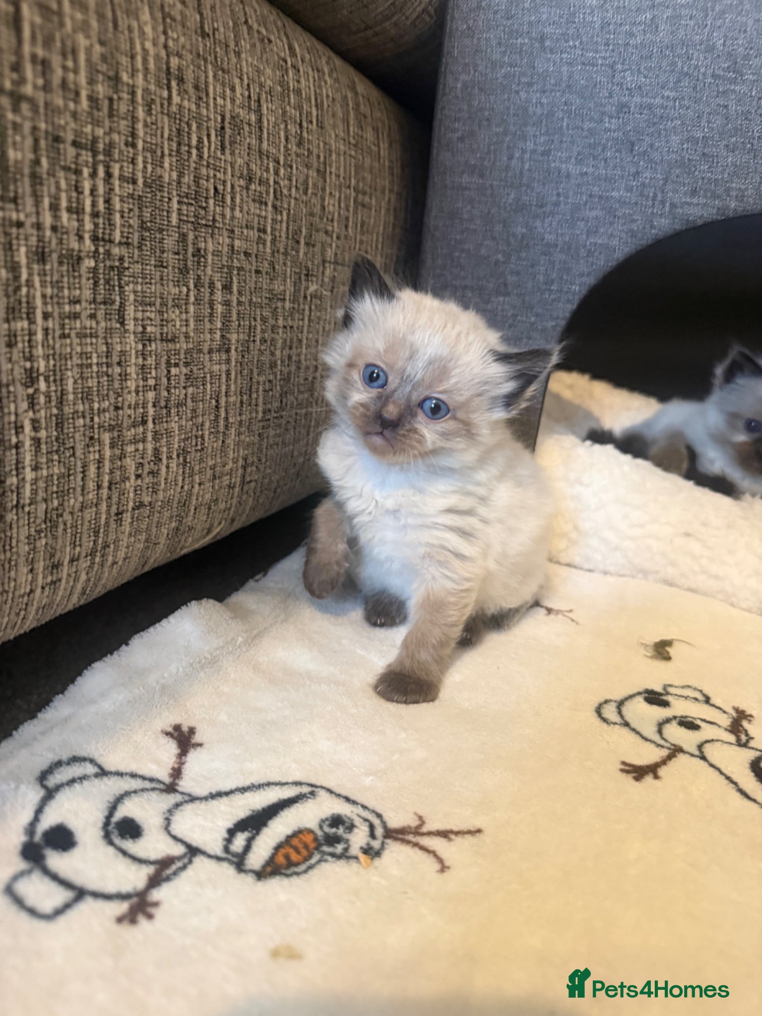 Ragdoll cats 🐾Last 2 Male Ragdolls 🐾 - Advert 7