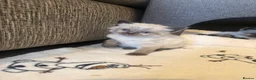 Ragdoll cats for sale: 🐾Last 2 Male Ragdolls 🐾 - Advert 1