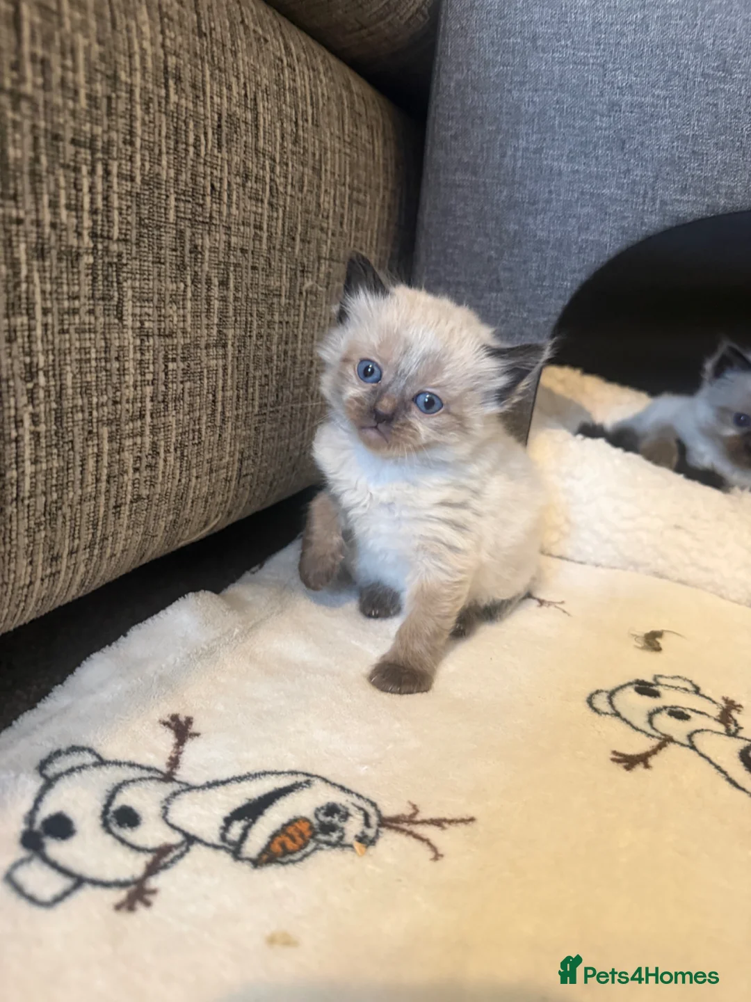 Ragdoll cats for sale: 🐾Last 2 Male Ragdolls 🐾 - Advert 1