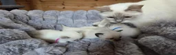 Ragdoll cats for sale: 4 Beautiful Ragdoll kittens, 2 Seal, 2 Lilac - Advert 15