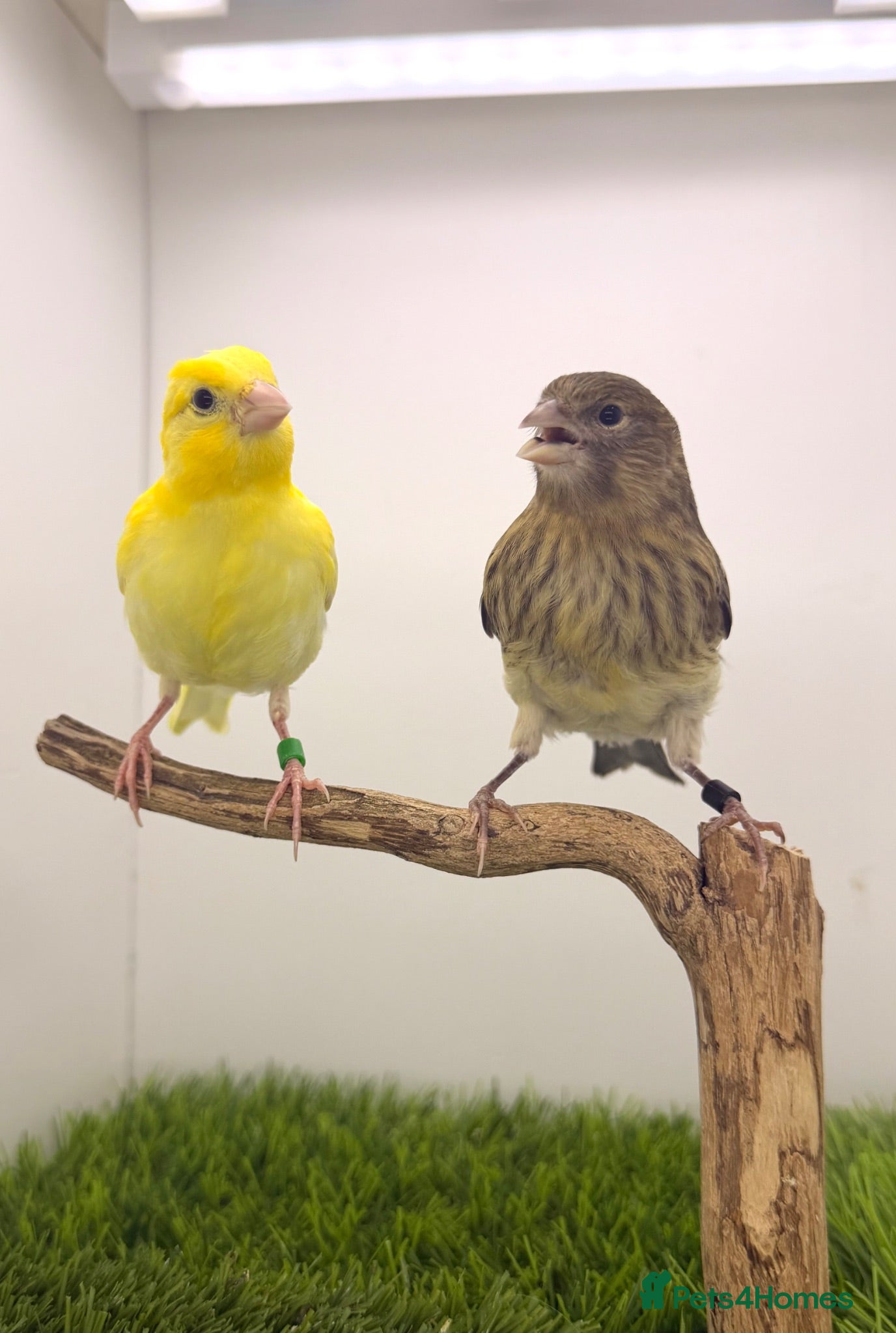 Canaries birds Very nice colour and mixed canary’s  - Advert 4