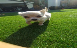 Chihuahua dogs for sale: 🐾Adorable Chihuahua Puppies Need 4ever Homes🐾 - Image 12