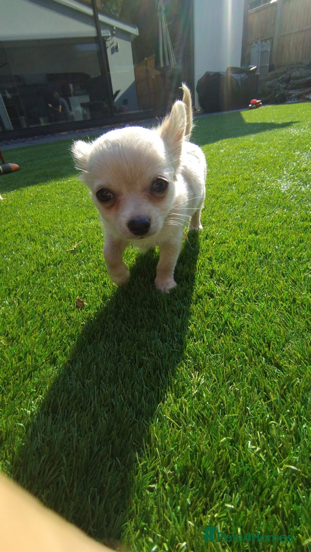 Chihuahua dogs for sale: 🐾Adorable Chihuahua Puppies Need 4ever Homes🐾 - Image 12