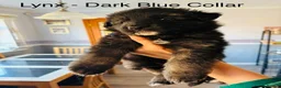 German Shepherd dogs for sale: 10 beautiful pure pedigree KC reg pup!  in Barnstaple - Advert 9