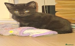 Mixed Breed cats for sale: 1 kitten left ready  2nd sept  - Image 2