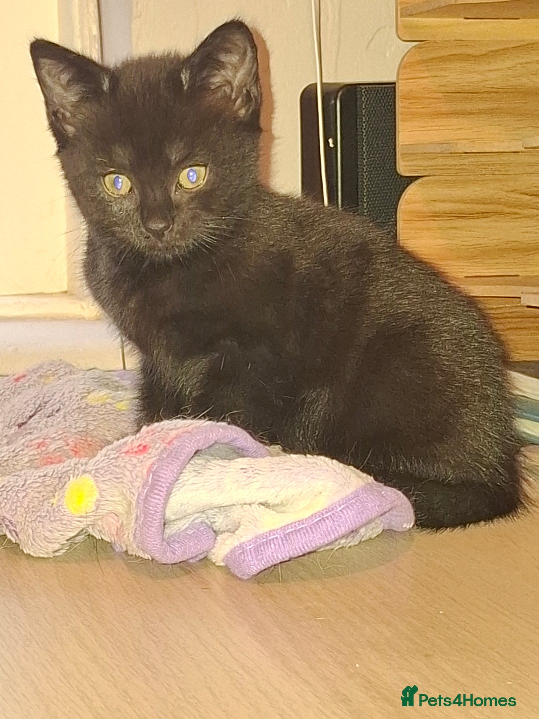 Mixed Breed cats for sale: 1 kitten left ready  2nd sept  - Image 2