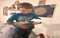 Cockatiels birds for sale: 2 Cockatiels for Sale with cage  - Image 3