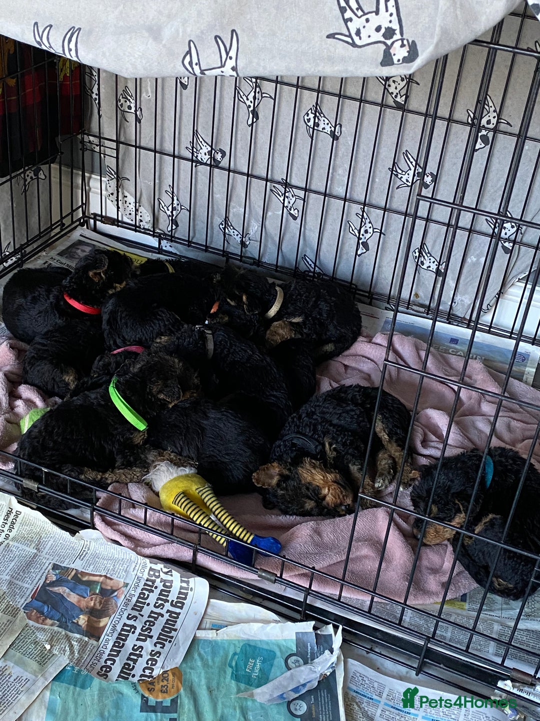 Airedale Terrier dogs for sale: Pure breed Airedale Terriers for sale - Advert 3