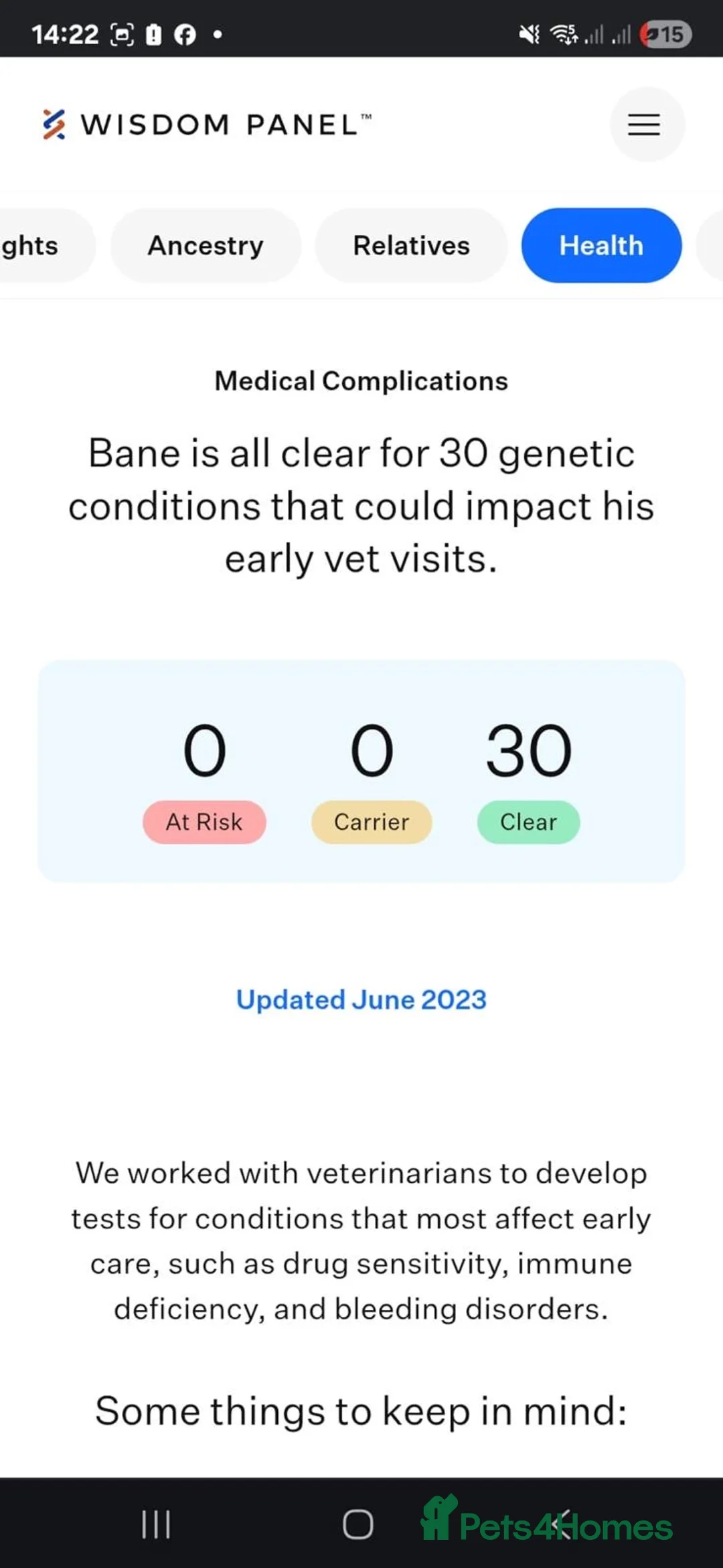 Cane Corso dogs for sale: Pure breed Cane Corso pups - Advert 3