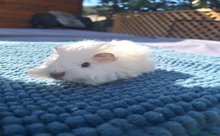 Guinea Pig rodents - Advert 10