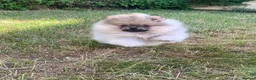 Pomeranian dogs for sale: Adorable KC Registered Pomeranian Boys - Advert 4
