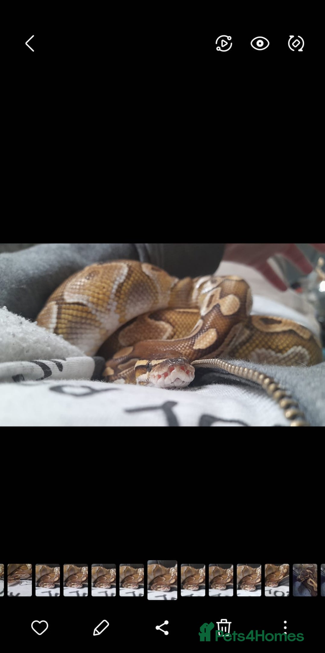 Snake reptiles for sale: Royal Python & enclosure  - Image 8