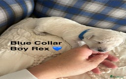 Poochon dogs for sale: Beautiful Poochon Puppies – Ready for Viewing - Image 10