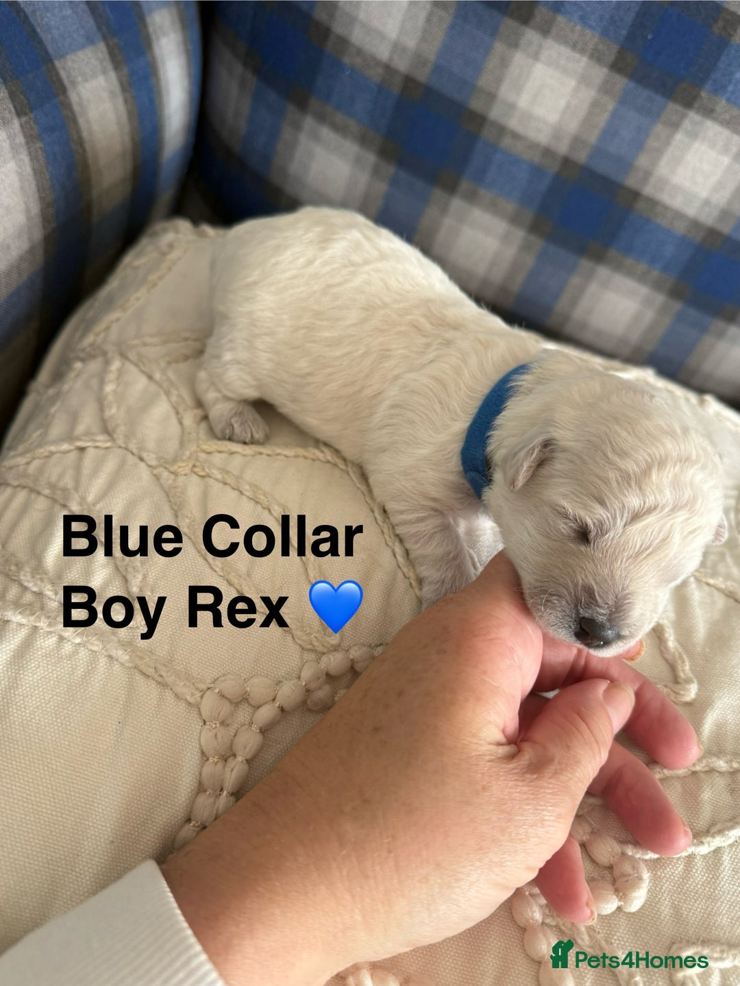 Poochon dogs for sale: Beautiful Poochon Puppies – Ready for Viewing - Image 10