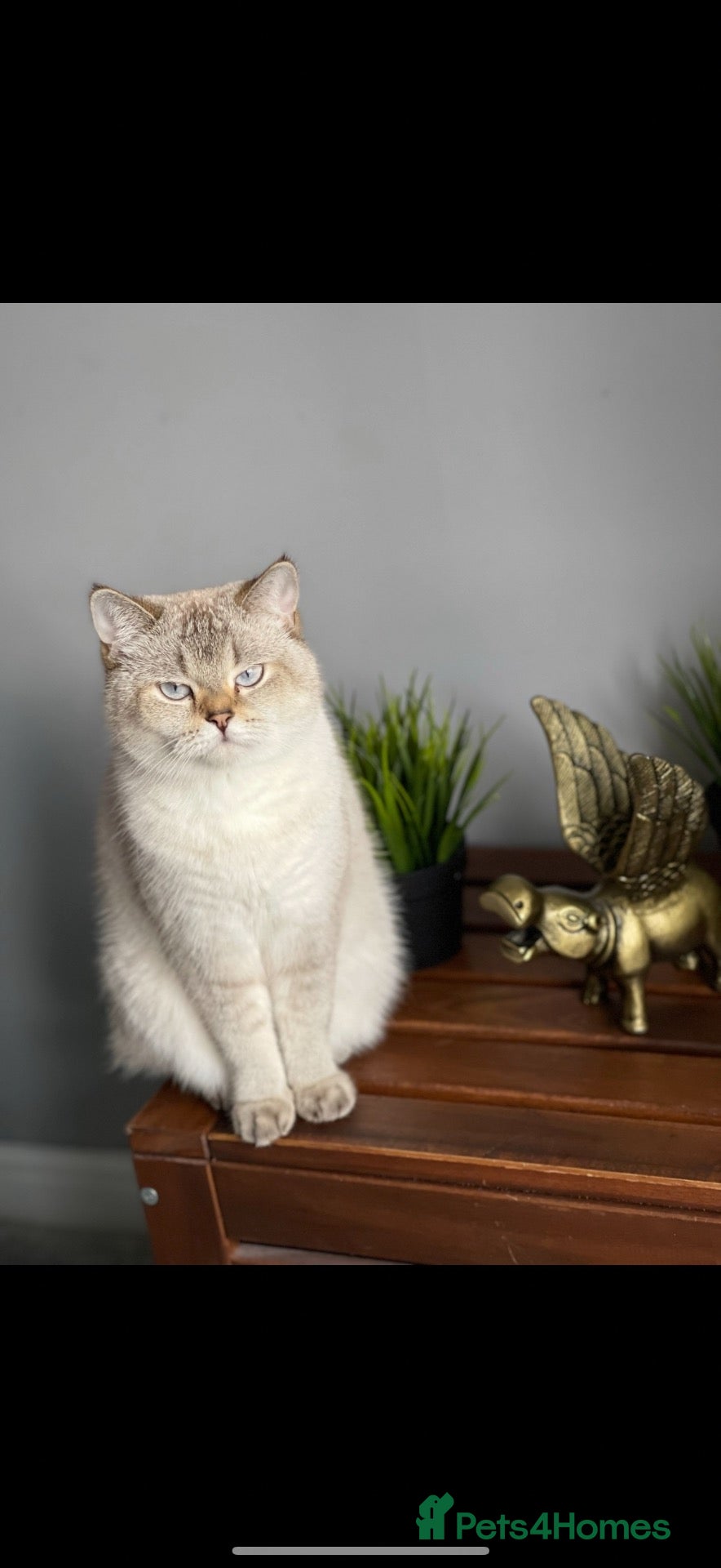 Mixed Breed cats Mixed breed British shorthair kittens  - Advert 3