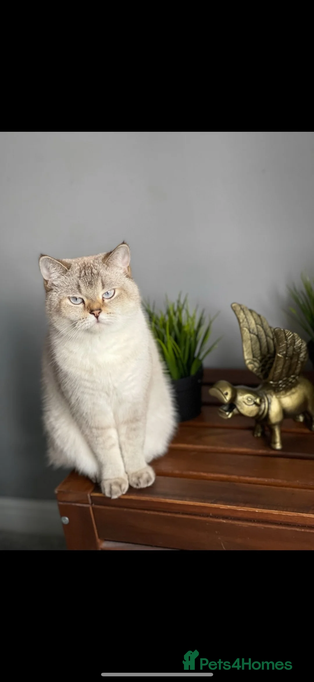Mixed Breed cats for sale: Mixed breed British shorthair kittens  - Advert 1